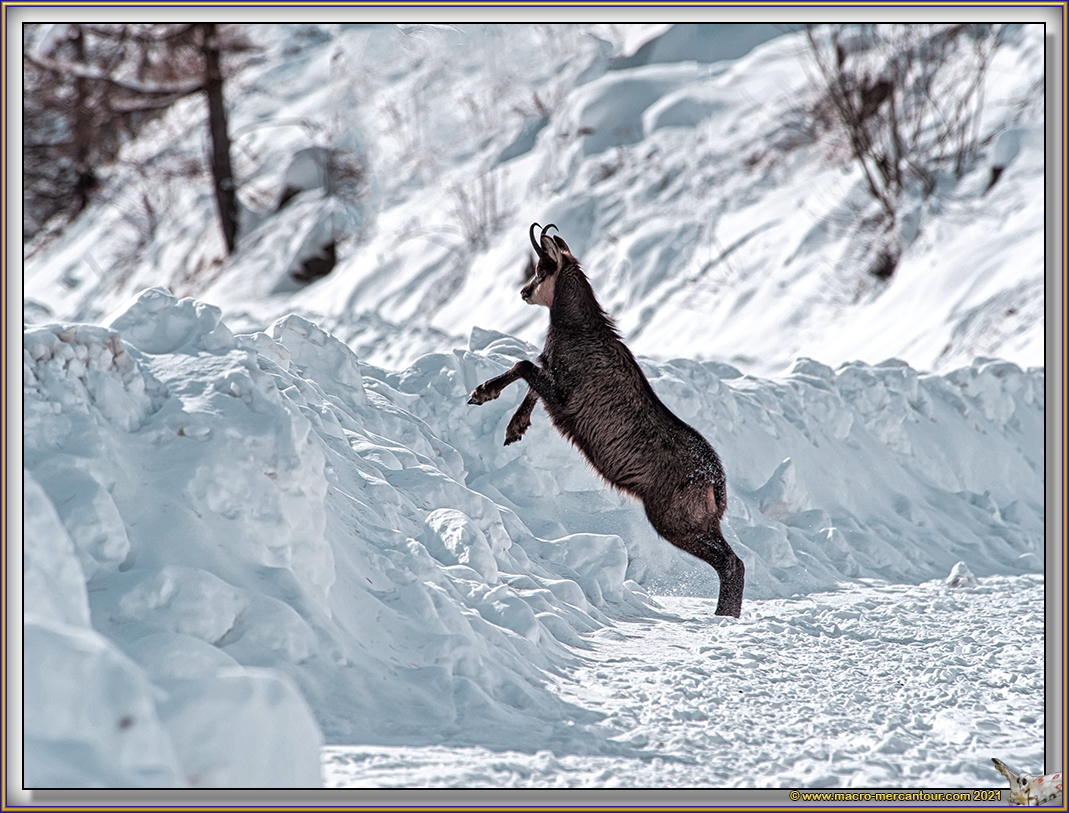 Chamois